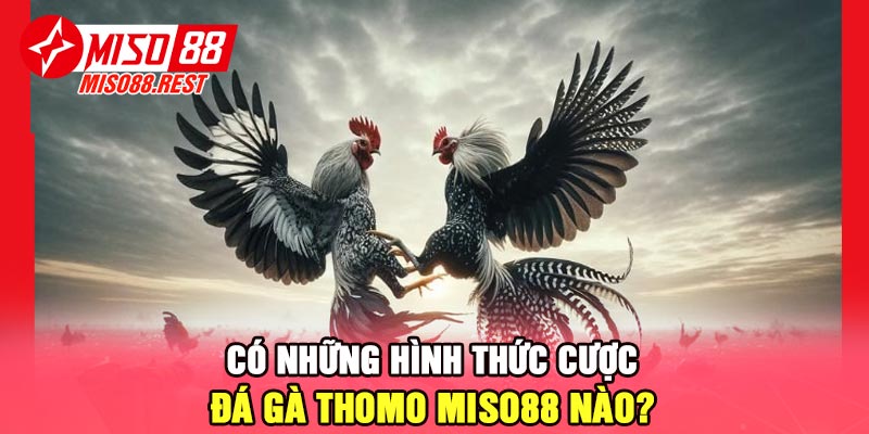 Có những hình thức cược đá gà thomo Miso88 nào?