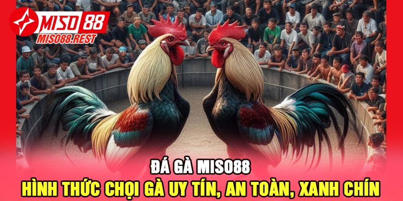 Đá gà Miso88 - Hình thức chọi gà uy tín, an toàn, xanh chín