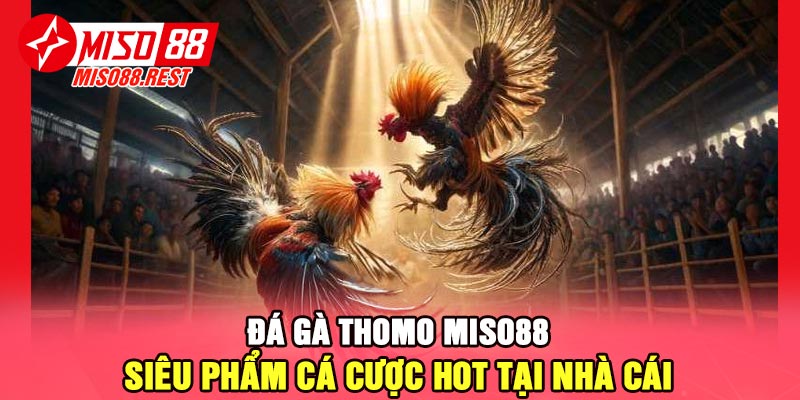 Đá gà Thomo Miso88 - Siêu phẩm cá cược hot tại nhà cái