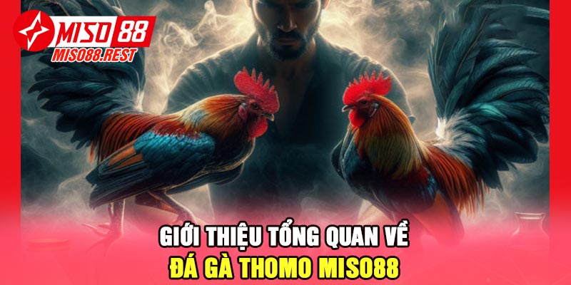 Giới thiệu tổng quan về đá gà thomo Miso88