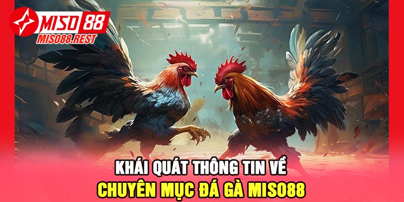 Khái quát thông tin về chuyên mục đá gà Miso88