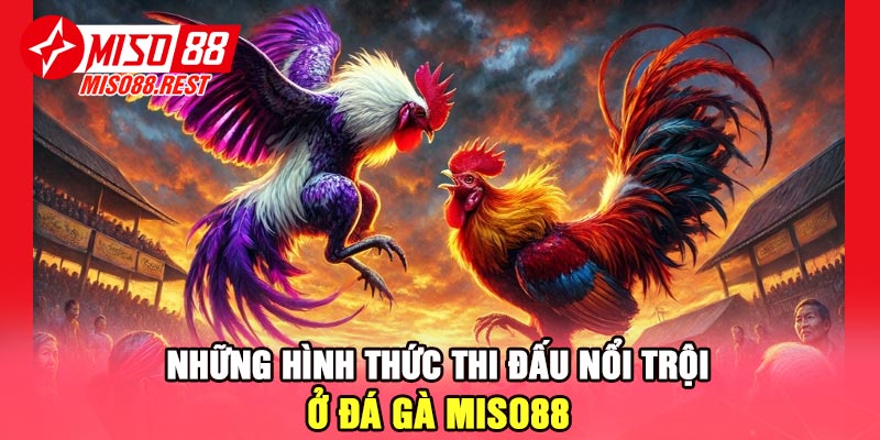 Những hình thức thi đấu nổi trội ở đá gà Miso88