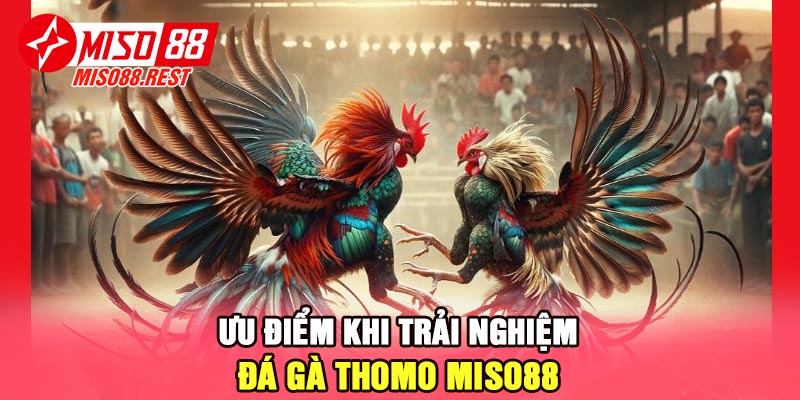 Ưu điểm khi trải nghiệm đá gà thomo Miso88